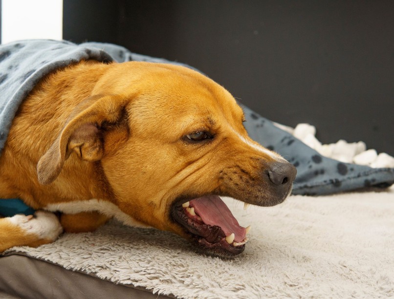 mit tegyek kutya fuldoklik