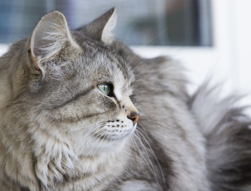 mit jelent macska pislog kacsint