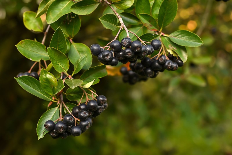 Lekvárként és gyümölcsléként is fogyaszthatja ezt a szíverősítő bogyós gyümölcsöt