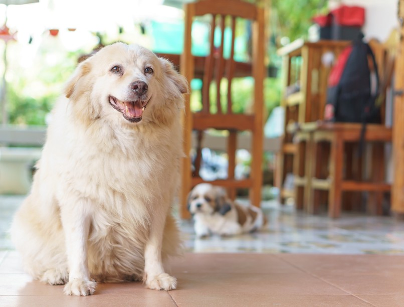 Hogyan fogyasszuk le a kutyánkat