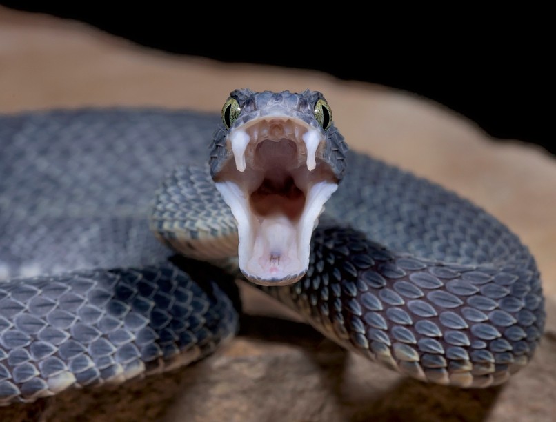 vipera, kígyóméreg, daganat, rák