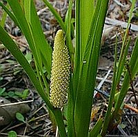 Gyógynövények - a kálmos