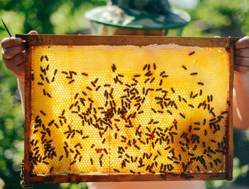 beekeeper-apiary-1640x1095
