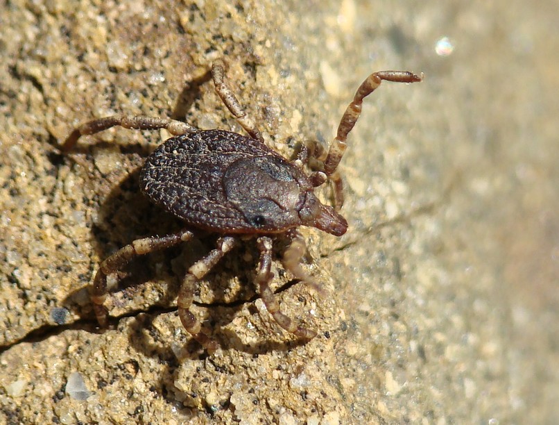 Hyalomma, kullancs, csípés