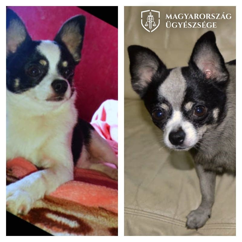 Az első fényképen a csivava eredeti szőrzetével, a másikon az átfestés után látható.