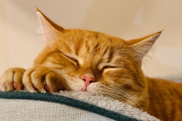 A macskák új kulcsot adhatnak az emlőrák megértéséhez