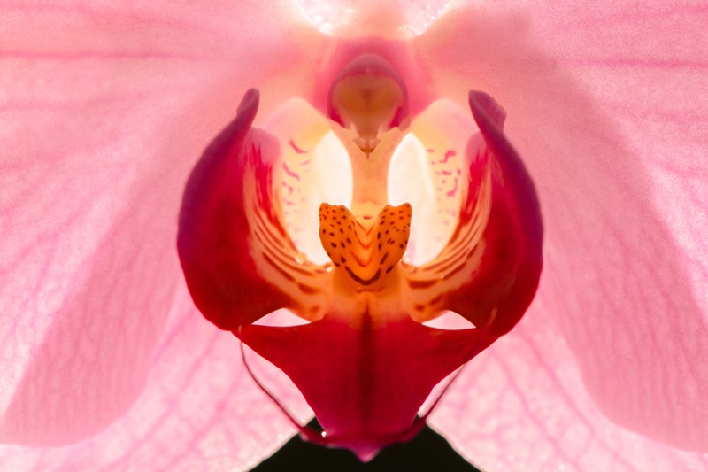 Eddig senki nem vette rá a fáradtságot: most felfedezték, hogyan okoz a csikló örömöt