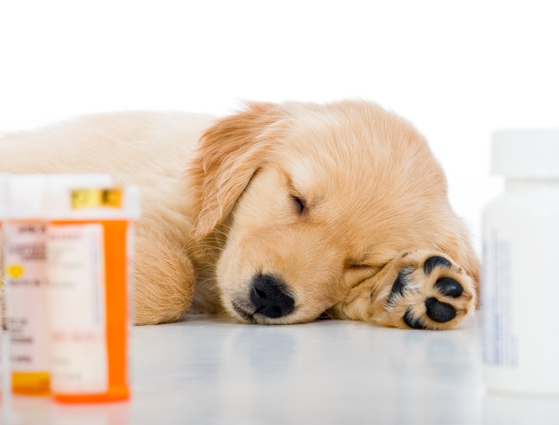 kutya, antibiotikum, nébih, állatpatika