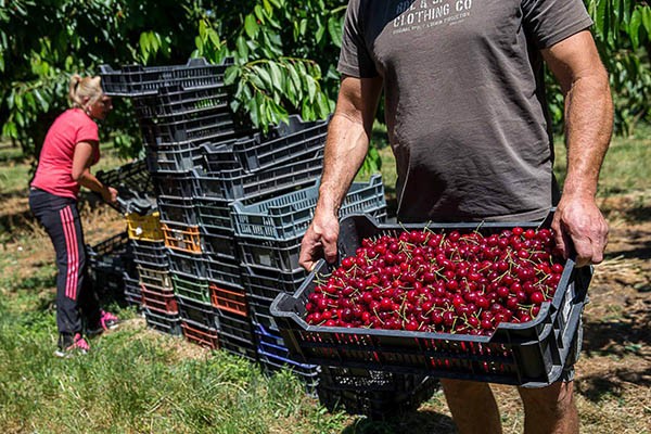 Új meggyfajta lehet a magyar superfood