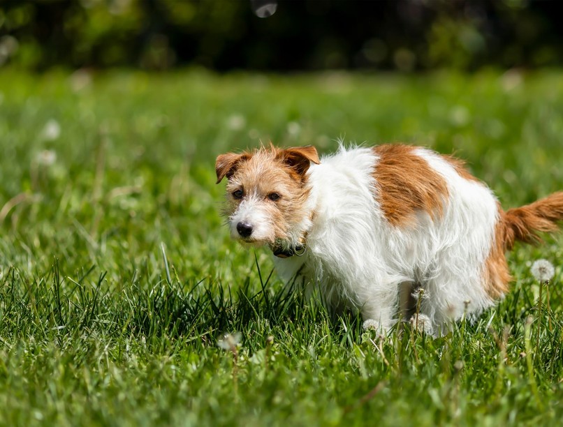 mitől véres kutya széklete