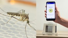 Szúnyoghangokból tanítanák az AI-t magyar kutatók – bárki segíthet a telefonjával című cikk nyitóképe