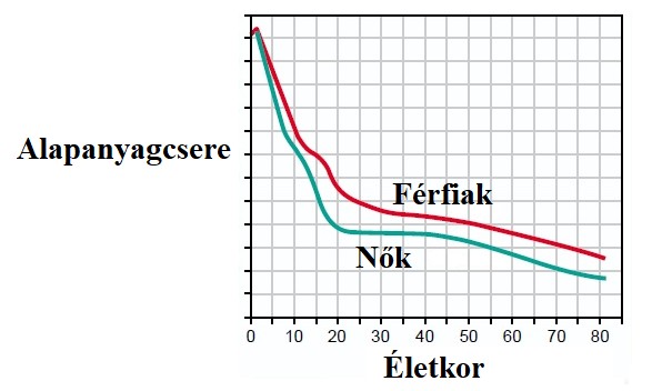 Az alapanyagcsere változása az életkor előrehaladtával