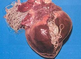 A szívférgesség elleni védekezésre figyelmeztet az állatorvos