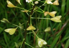 A gyógynövényekről – minden, amit érdemes tudni...