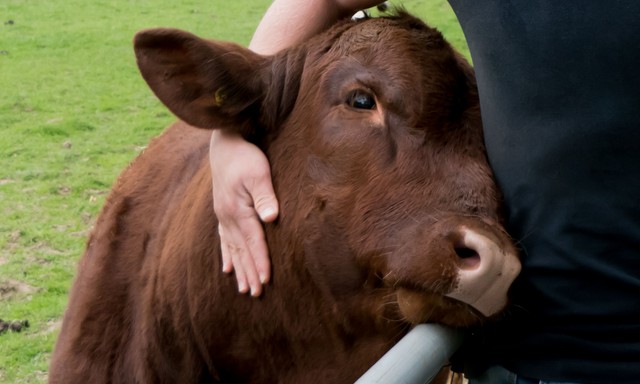 Feszültnek érzi magát? Ez a farm lehetővé teszi, hogy teheneket öleljen a szorongás enyhítéséért