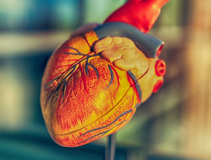 hirtelen szívhalál tünete korai jel