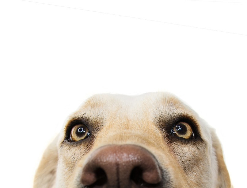 betegség szívférgesség fertőzés