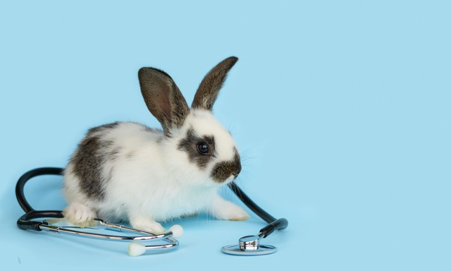 Házinyulat neveztek el egy mentőápolóról: megható pillanatok a móri mentőállomáson