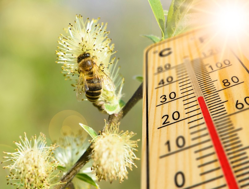 meteorológia, orvosmeteorológia, időjárás, front, fronthatás, allergia, pollen, időjárás-érzékenység
