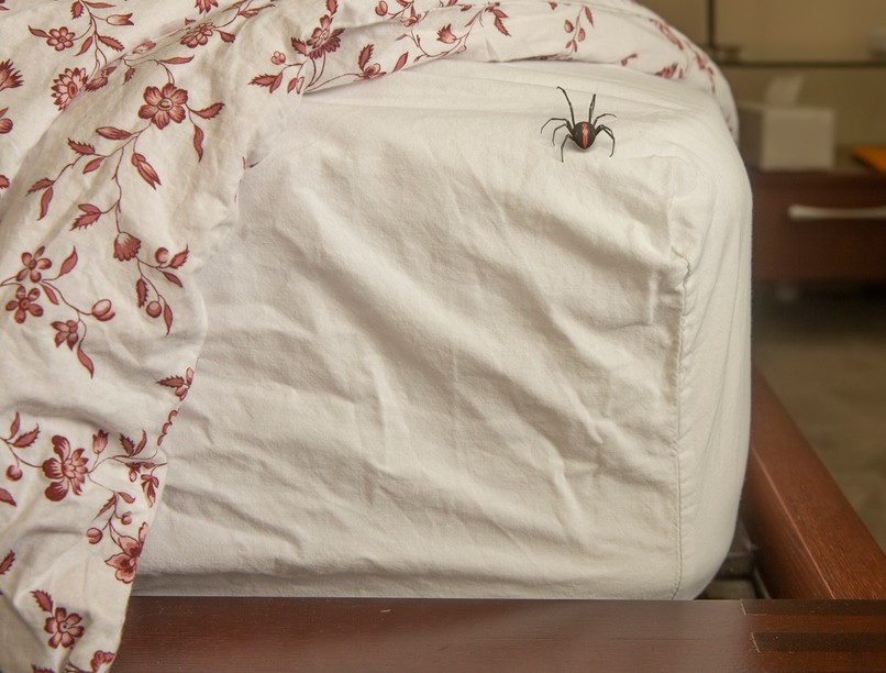 pók, pókfóbia, pánik, pánikroham