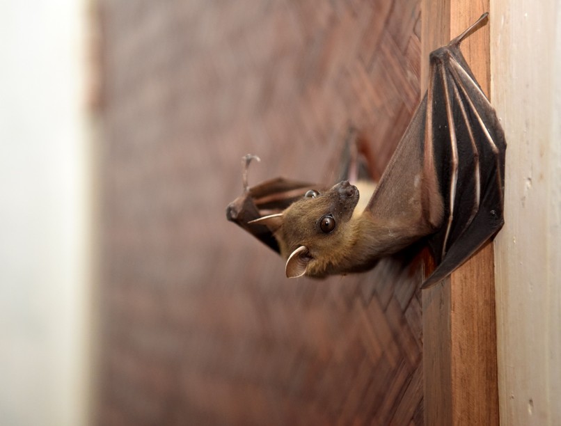 Denevérekben előforduló vírusok kutatásába kezd a Pécsi Tudományegyetem