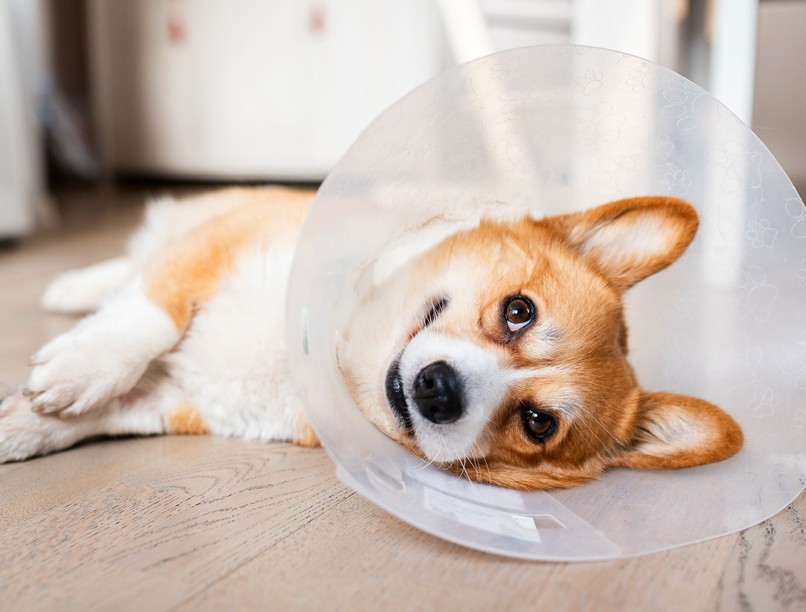 nőstény kutya ivartalanítás után