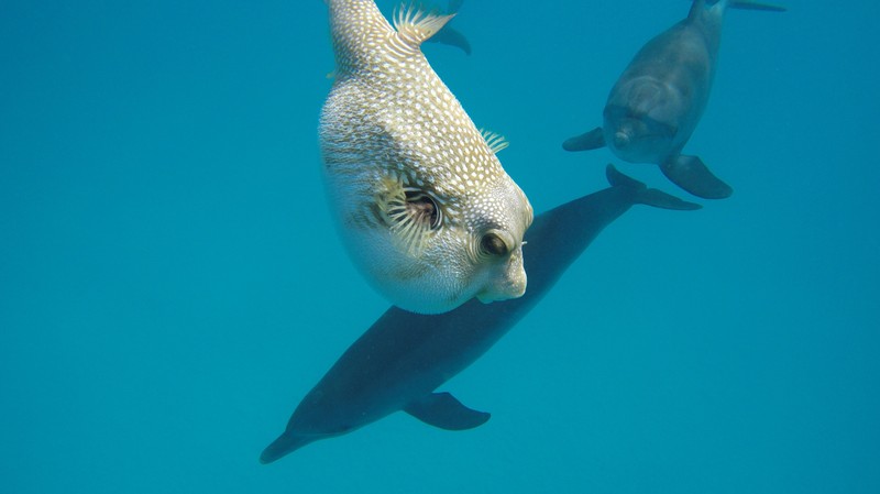 Tényleg gömbhallal tépnek be a delfinek? Valójában ez rejtőzik a különös viselkedés mögött