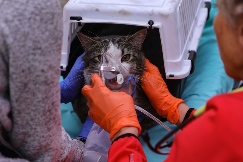 A Váci Mentőállomás kiemelkedő hősiességről tett tanúbizonyságot amikor egy lakástűzhöz riasztották őket.