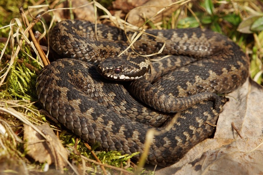 Keresztes vipera