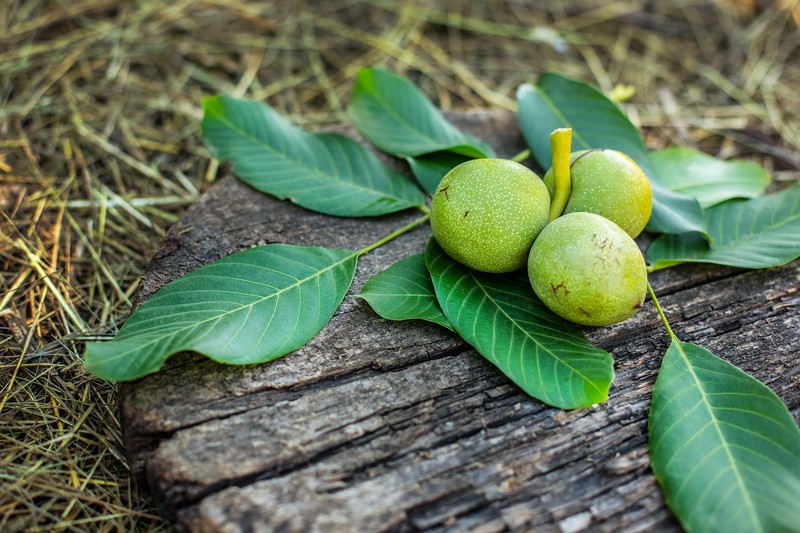6 immunerősítő gyógynövény, amit az orosz népi gyógyászat használ