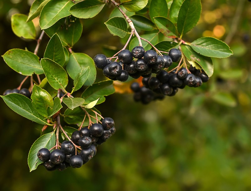 fekete berkenye hatásai egészség bogyós gyümölcs