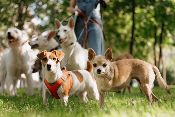 Farsangi Falkasétára várják a kutyásokat a Városligetben szombaton című cikk nyitóképe