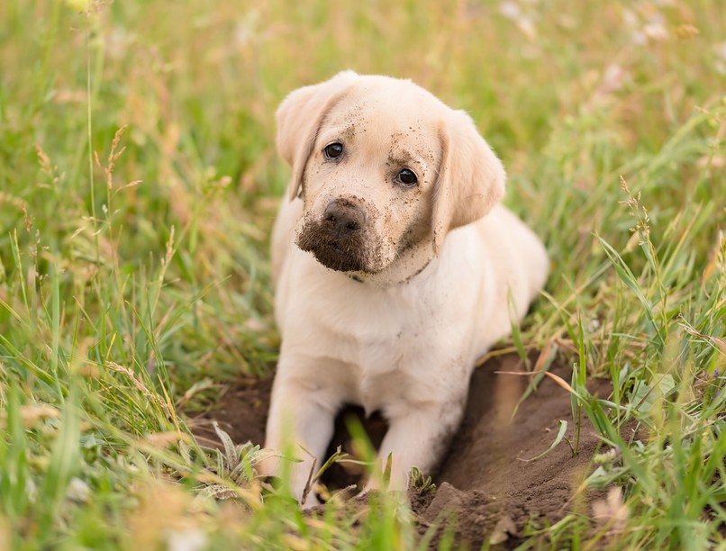 miért ás a kutya kert