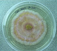 A mosdóban élő gombák veszélyei