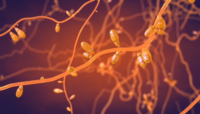 A körömágygyulladás (paronychia) a kéz és láb körmeinek szélei körül kialakuló fertőzés. A többi bőrfertőzéstől eltérően körömágygyulladást számos különféle baktérium okozhat, beleértve a Pseudomonas-t és Proteus-t, valamint a gombákat, például Candida-t is.