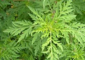 Napi gyors: kezdődik a a parlagfűszezon!