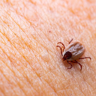 FSME-vírus és Lyme-kór: hogyan különböztethető meg a két, kullancsok által terjesztett betegség? című cikk nyitóképe