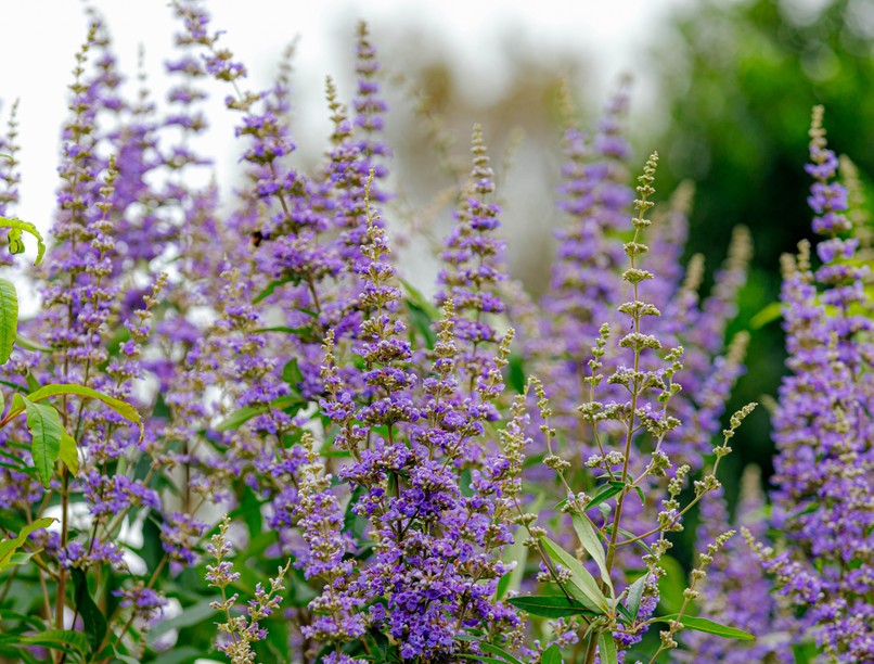 PMS ellen segít a barátcserje