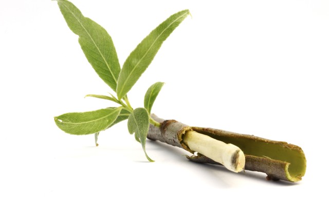 Így használja a fűzfakérget: egy ősrégi gyógymód nátha, láz és fájdalom ellen