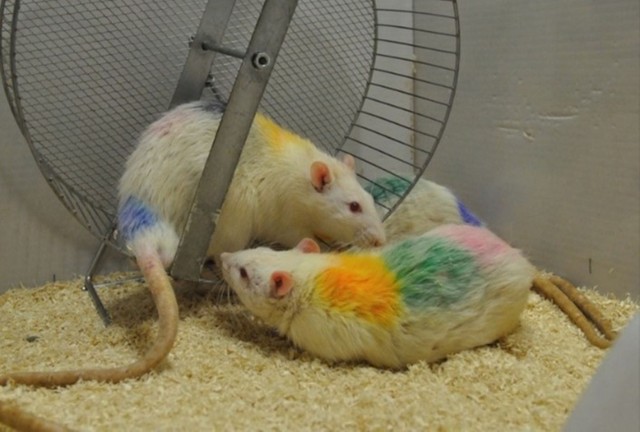 Mit tanulhatunk a rágcsálók társas viselkedéséből? Ezt találták a kutatók