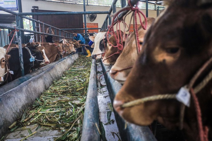 Ragadós száj- és körömfájás:ez az igazság a betegségről és a védekezésről című cikk nyitóképe
