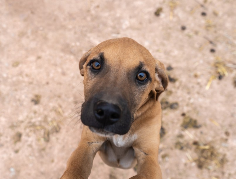 kutya, mentés, fonyód