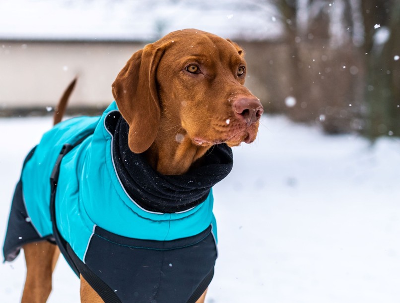 kutya kint télen fekhely