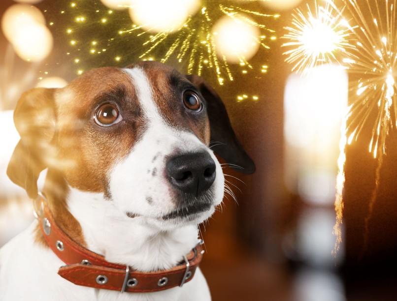 kutya felkészít tűzijáték hogyan