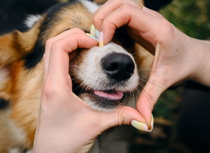 Négylábú kardiológusok: 5 ok, amiért a kutyatartók szíve egészségesebb című cikk nyitóképe