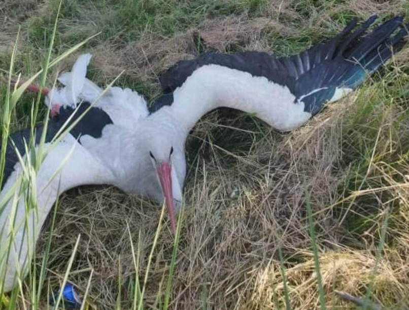 gólya, omsz, netés, mentők