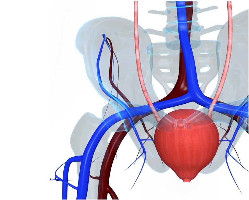 A vizeletcsepegés gyakraban nőket, de férfiakat is érinthet / Fotó: GettyImages.com