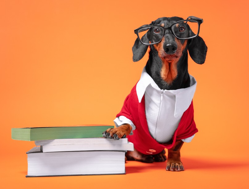 Napi kvíz, kisállatok egészsége, kutya, macska, elhízás