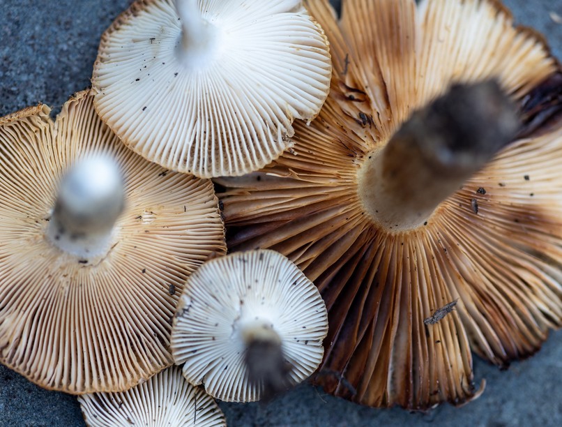 gomba mérgezés Nébih hírek