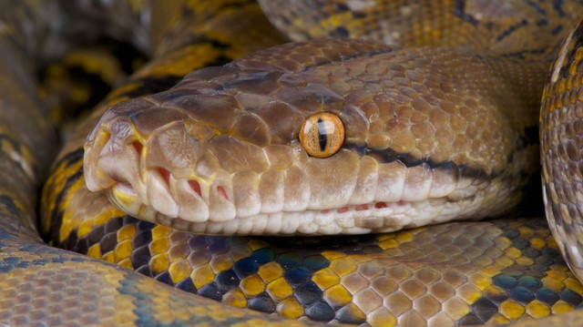 Óriáskígyók vére hozhatja el a fogyókúra forradalmát: Itt az új, mellékhatásmentes csodaszer